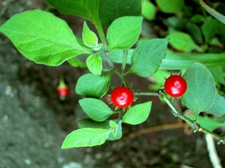 Cây Cà hai hoa. Lycianthes biflora (Lour.) Bitter - Cây Thuốc Nam Quanh Ta